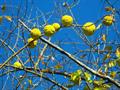 Maclura pomifera